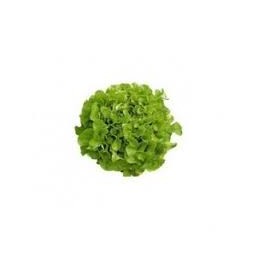 Salades feuilles de chene ab